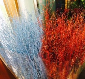 クリスマス加工草|「フラワーガーデン　ソレイユ」　（京都府与謝郡与謝野町の花屋）のブログ